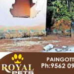 idamalakkudi elephent attack