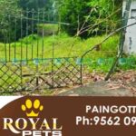 kottappady elephent attack