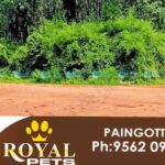 muvattupuzha stadium