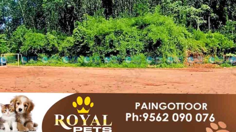 muvattupuzha stadium