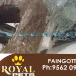 thrissur car accident