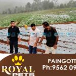 Kanthalloor Strawberry