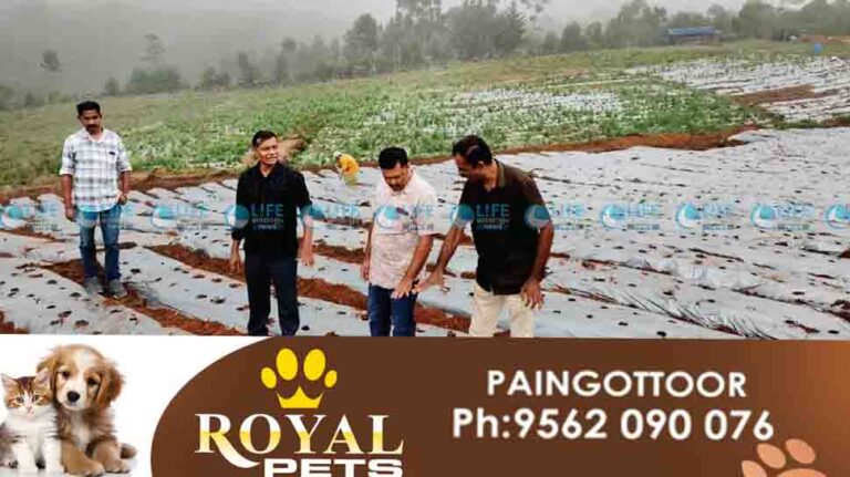 Kanthalloor Strawberry