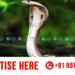 snake