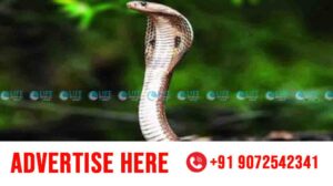 snake