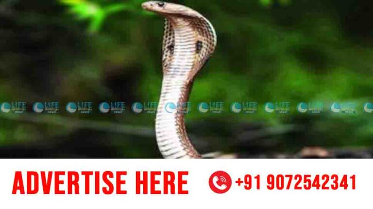 snake