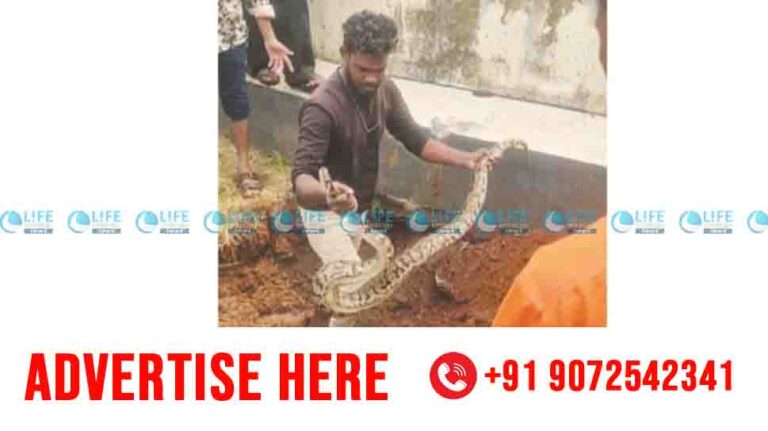 big snake