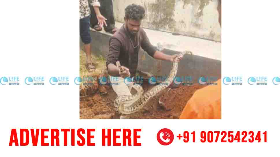 big snake