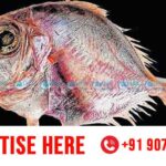 dory fish