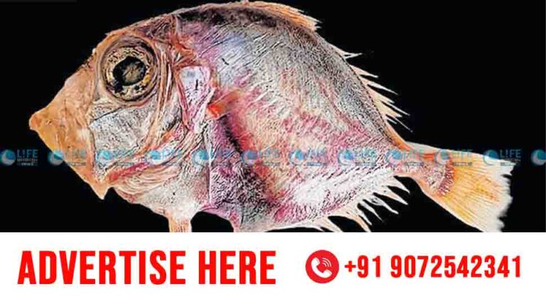 dory fish