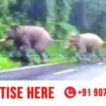 wild elephent