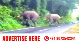 wild elephent