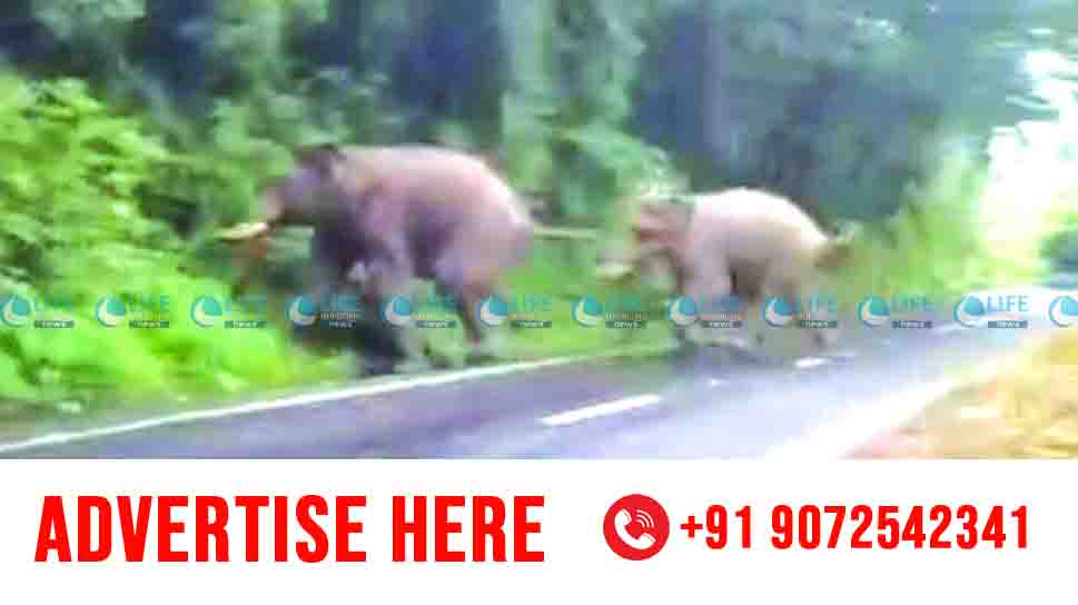 wild elephent