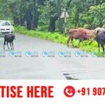 kannukalikal