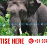 wild elephant