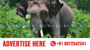 wild elephant