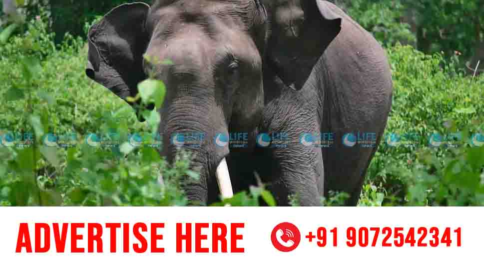 wild elephant